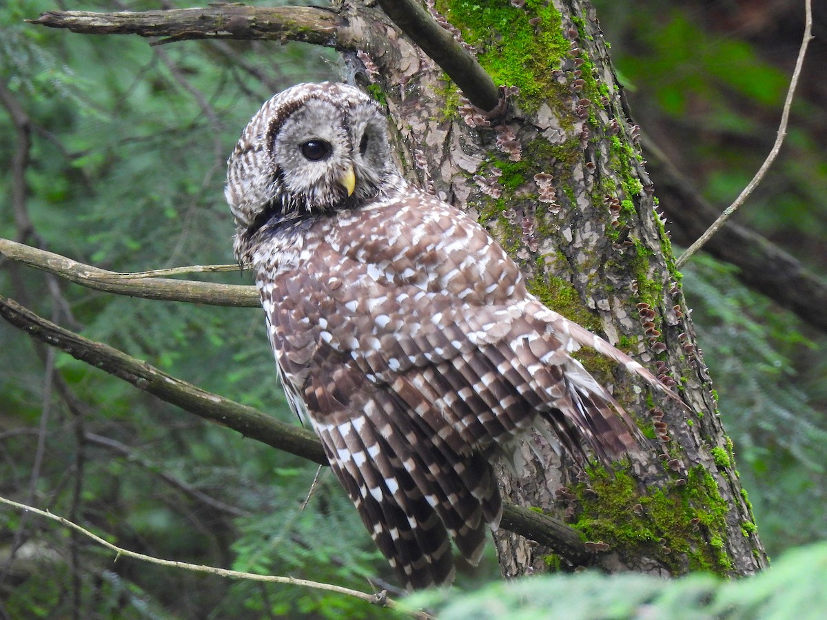 Barred Owl - ML620706598