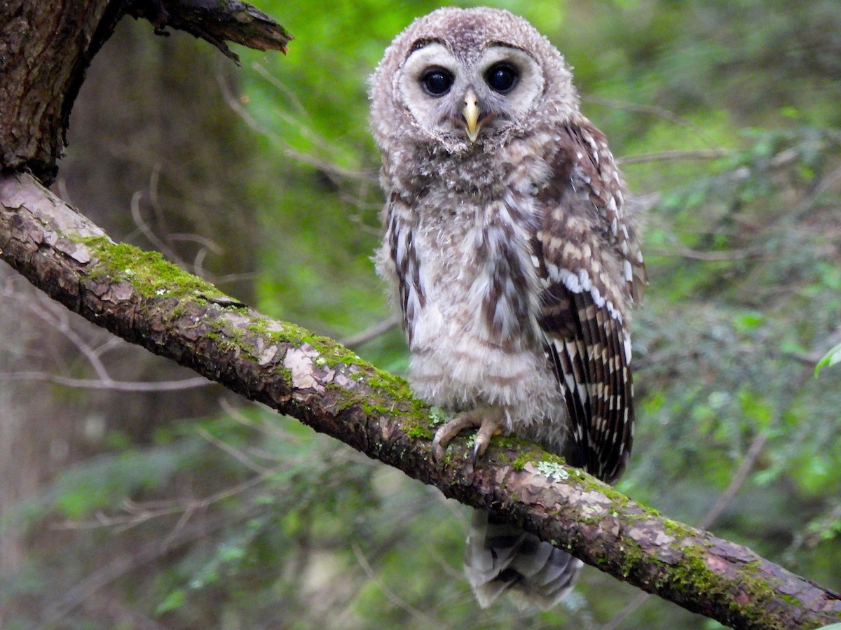 Barred Owl - ML620706599