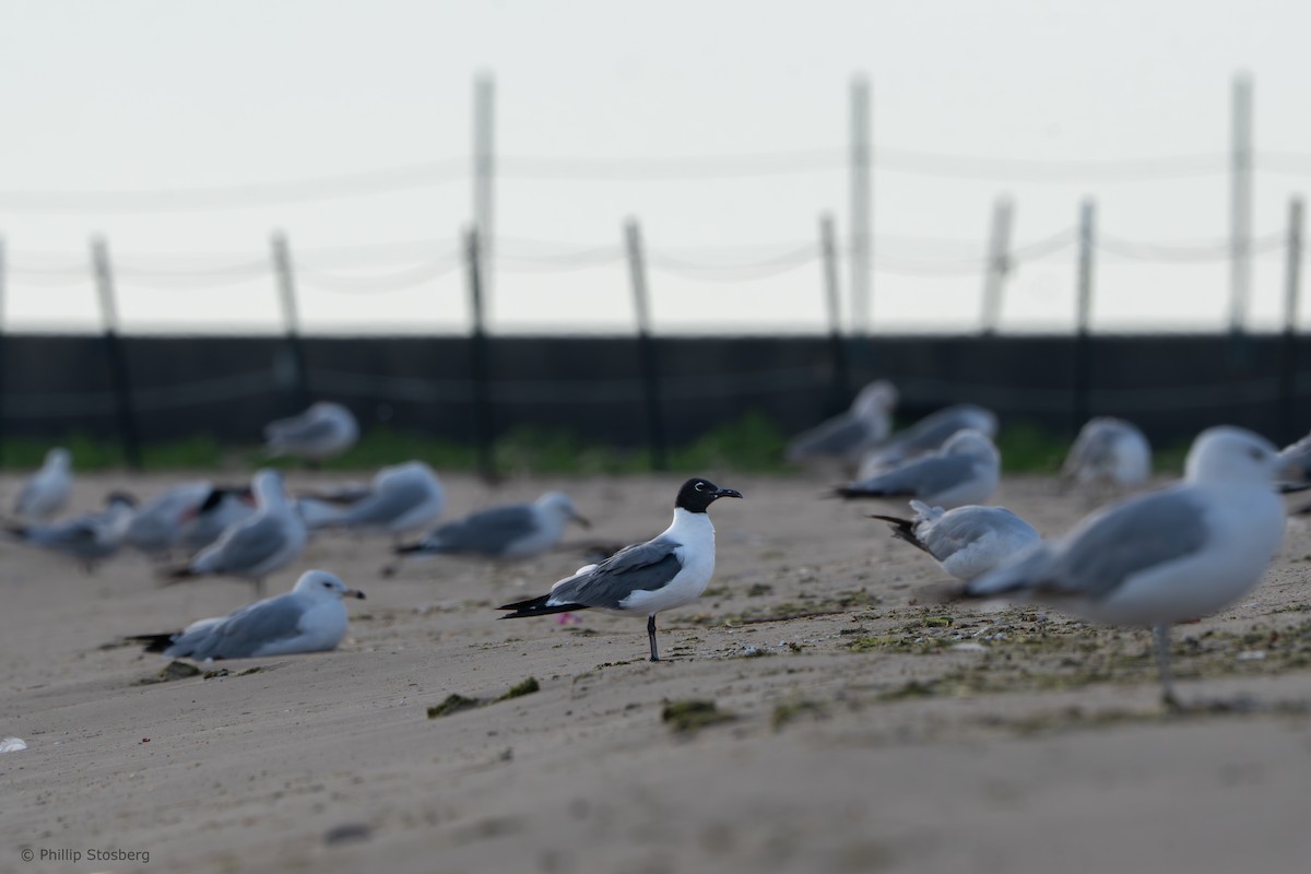 Laughing Gull - Phillip Stosberg