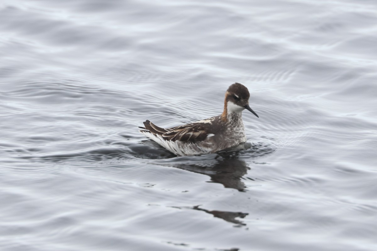 Red-necked Phalarope - ML620706604