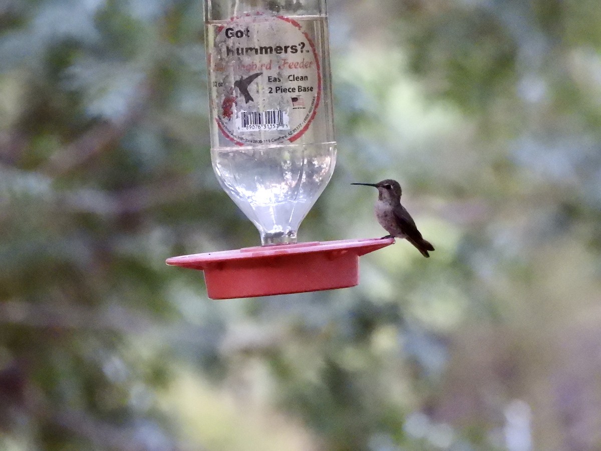 Colibrí de Costa - ML620706608