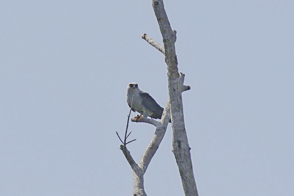 Plumbeous Kite - ML620706609