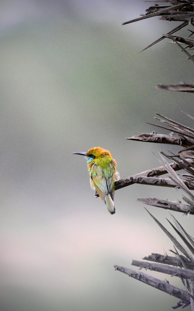 Asian Green Bee-eater - ML620706611