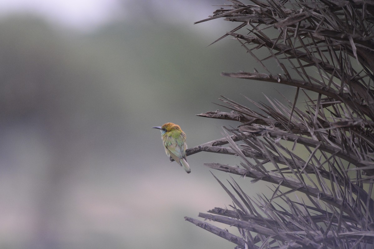 Asian Green Bee-eater - ML620706613