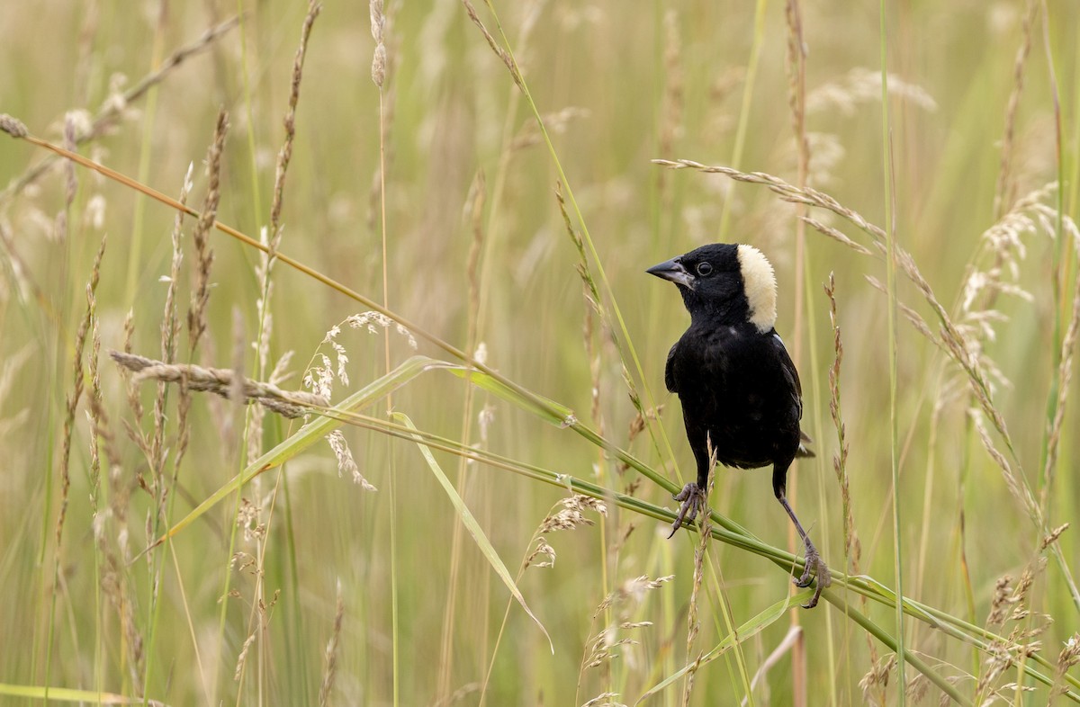 bobolink americký - ML620706615