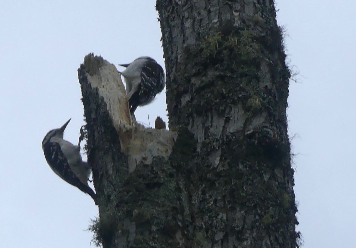 Hairy Woodpecker - ML620706616