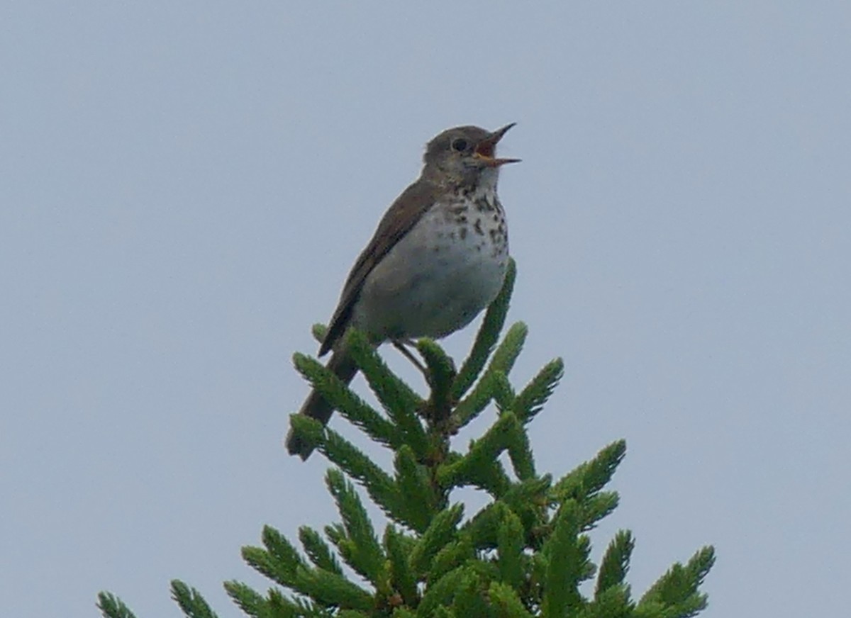 Hermit Thrush - ML620706621