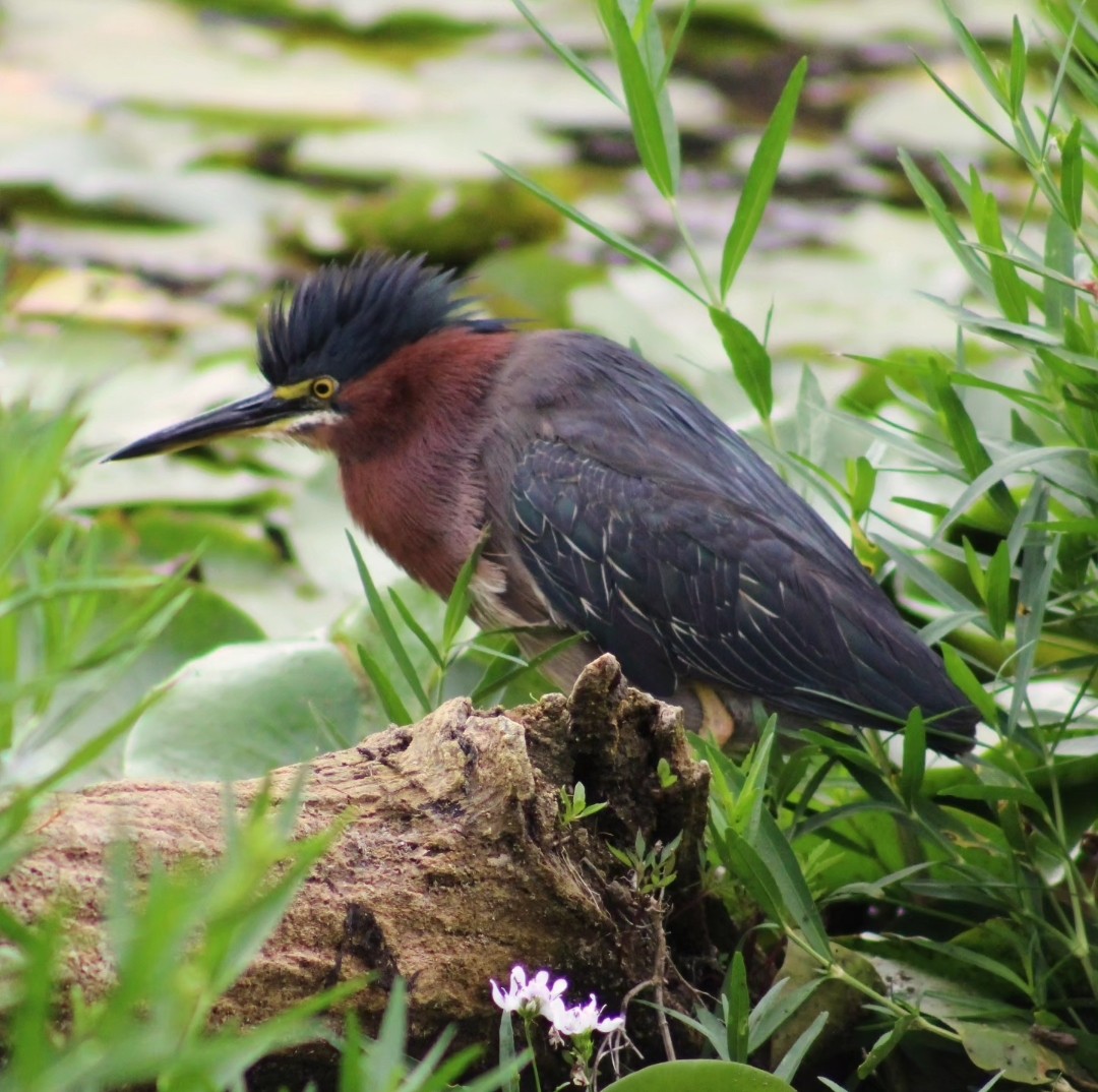 Green Heron - ML620706623