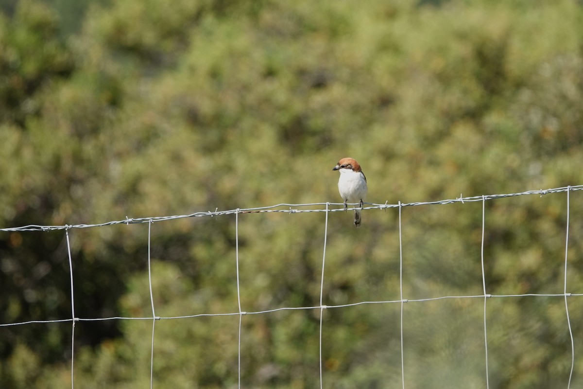 Woodchat Shrike - ML620706630