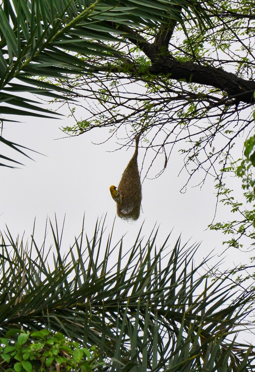 Baya Weaver - ML620706632