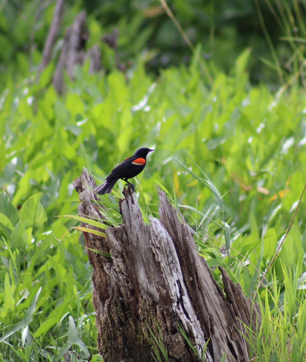 Red-winged Blackbird - ML620706635