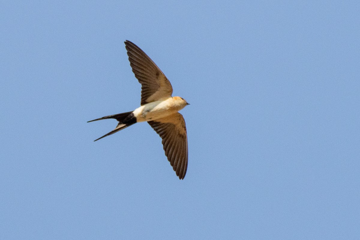 Red-rumped Swallow - ML620706640