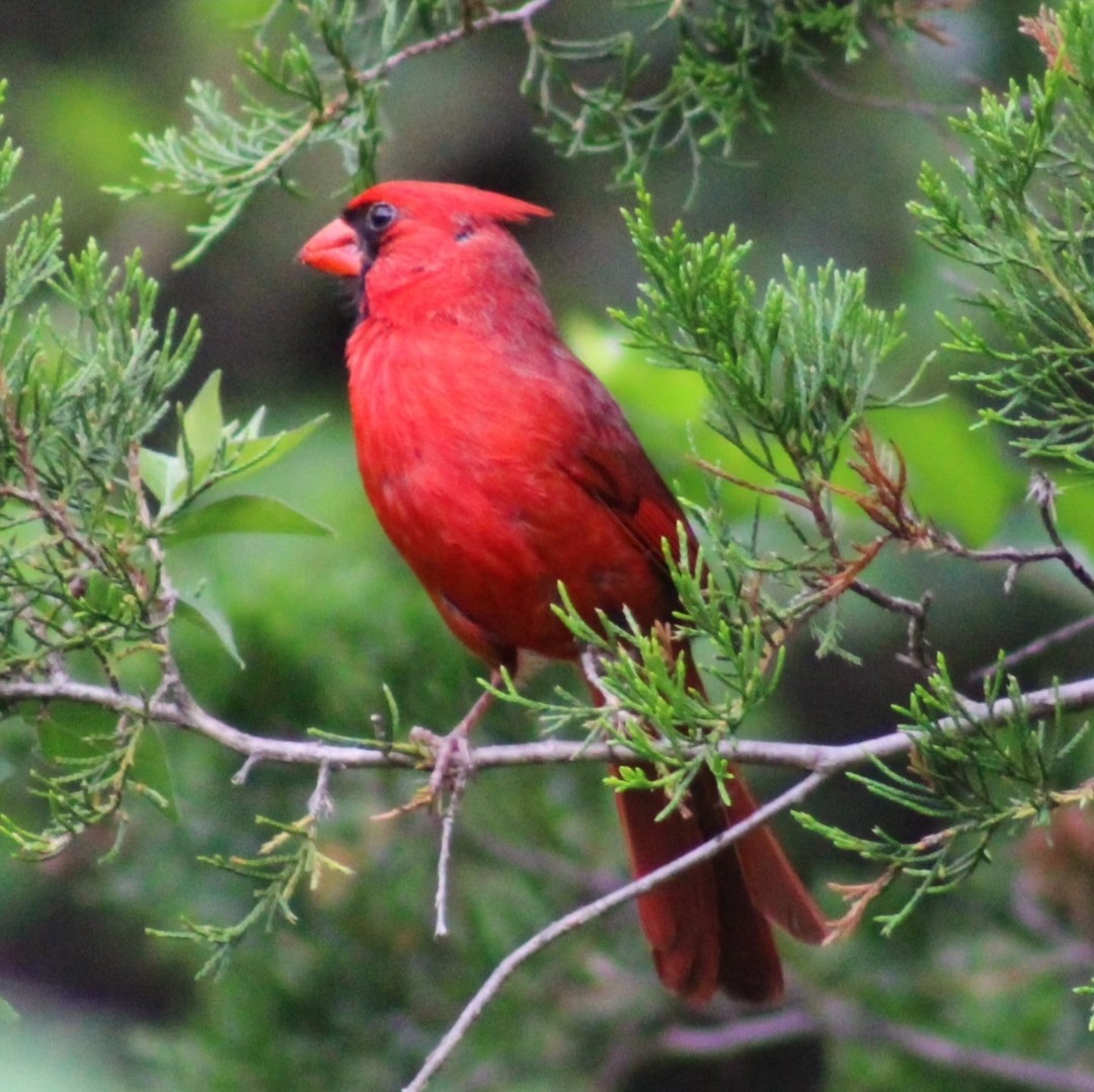 Northern Cardinal - ML620706641