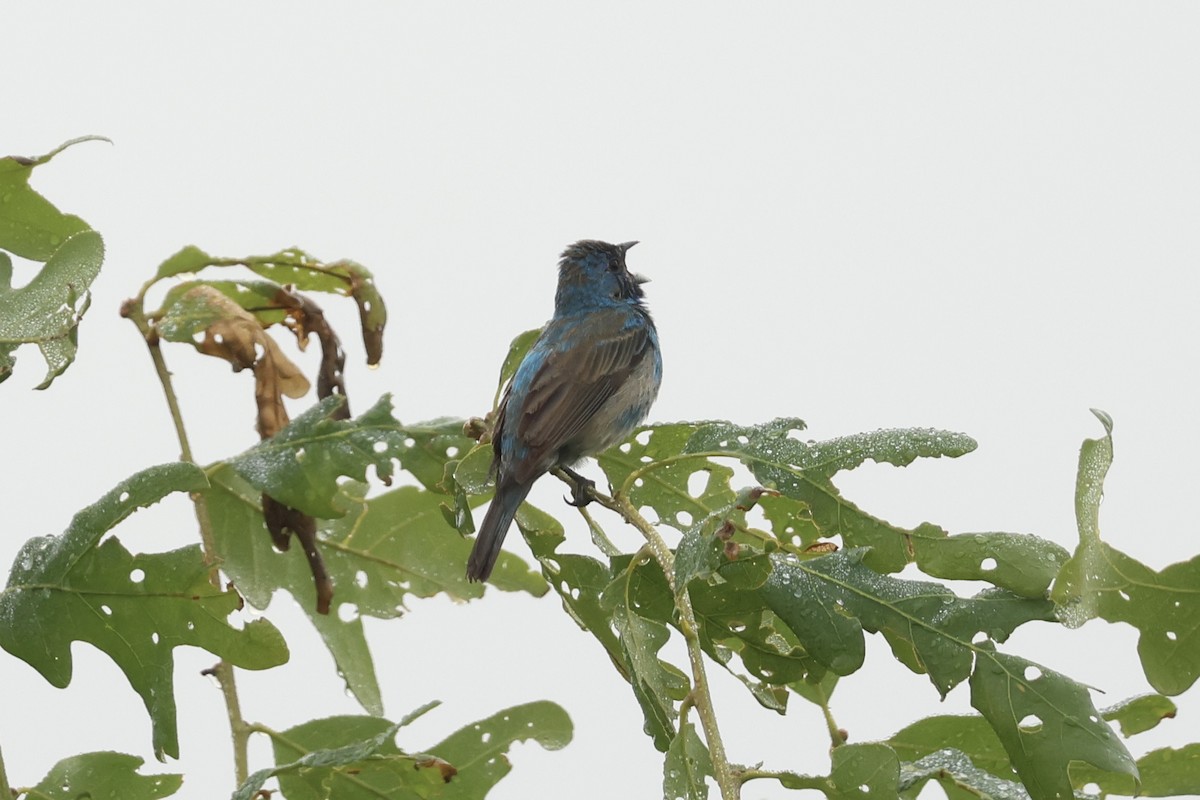 Indigo Bunting - Mary Jo Foti