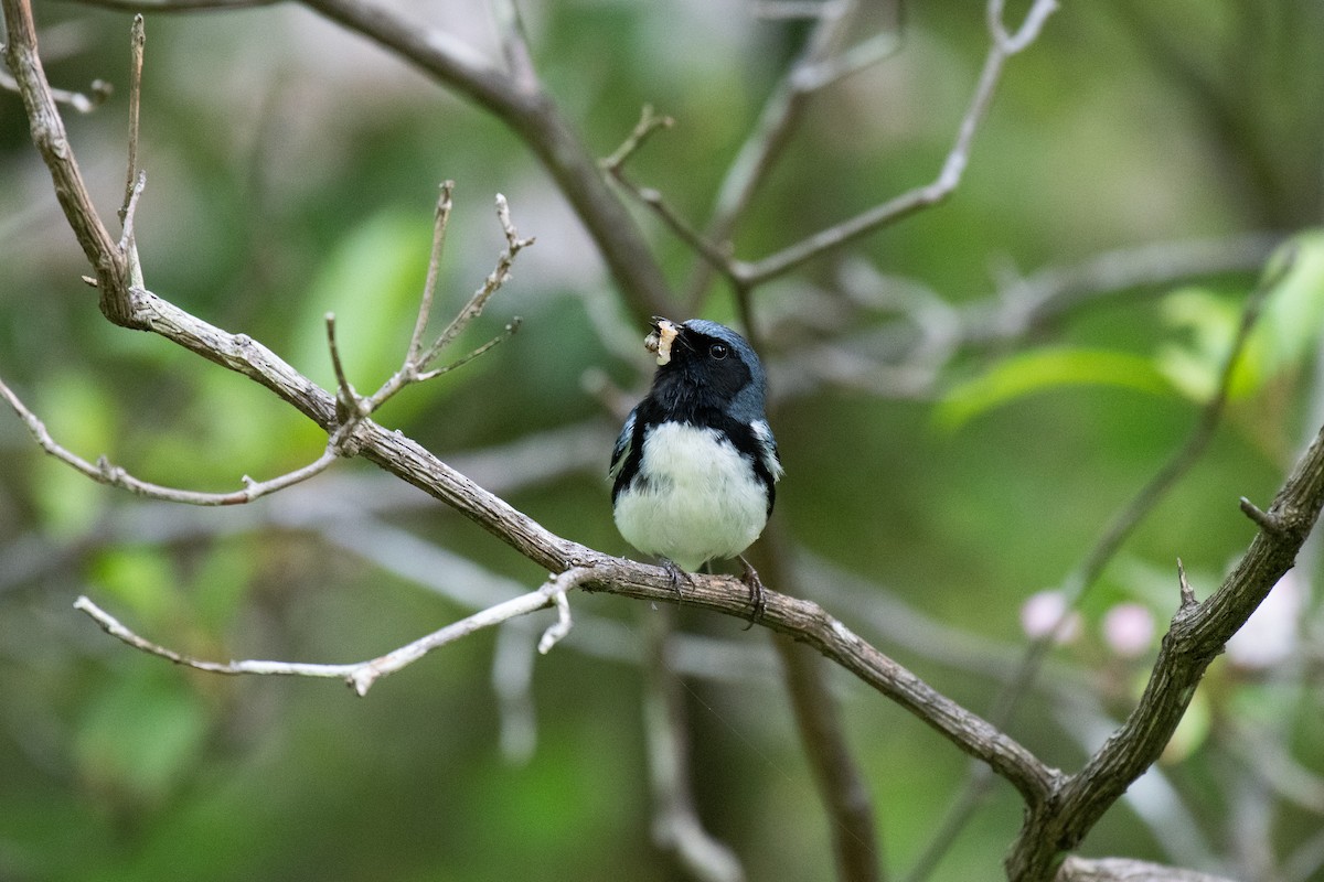 Black-throated Blue Warbler - ML620706646