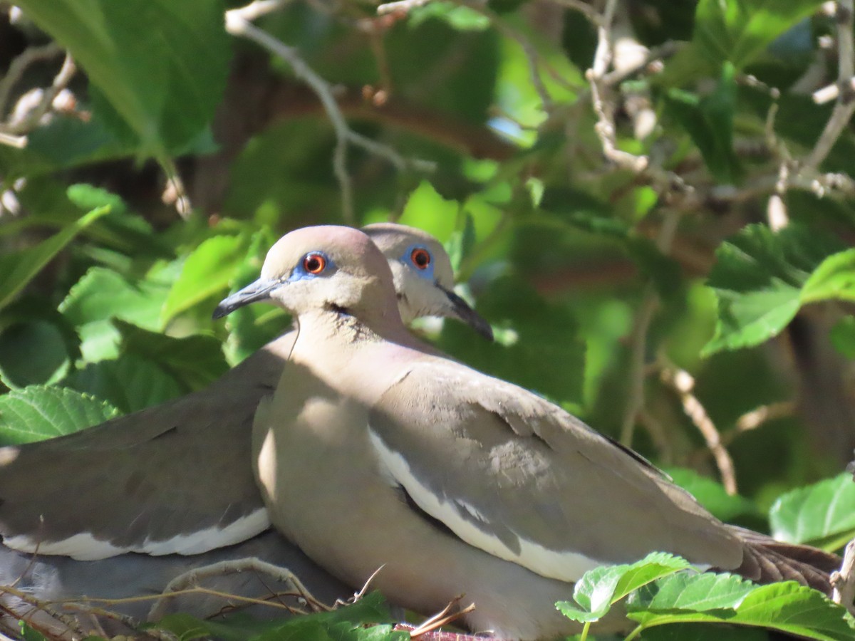 White-winged Dove - ML620706647