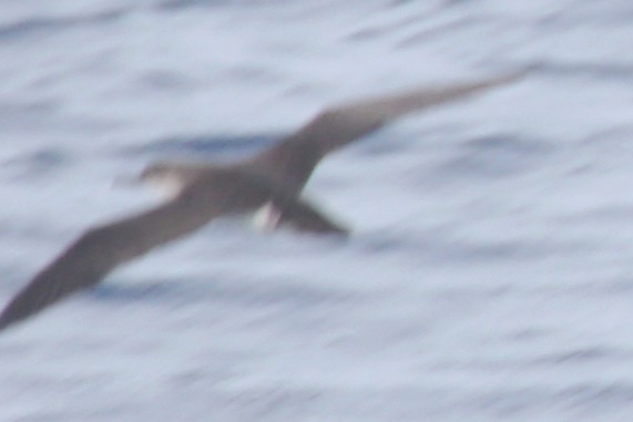 Black-vented Shearwater - ML620706650