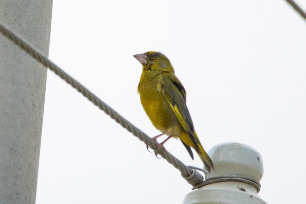 European Greenfinch - ML620706651