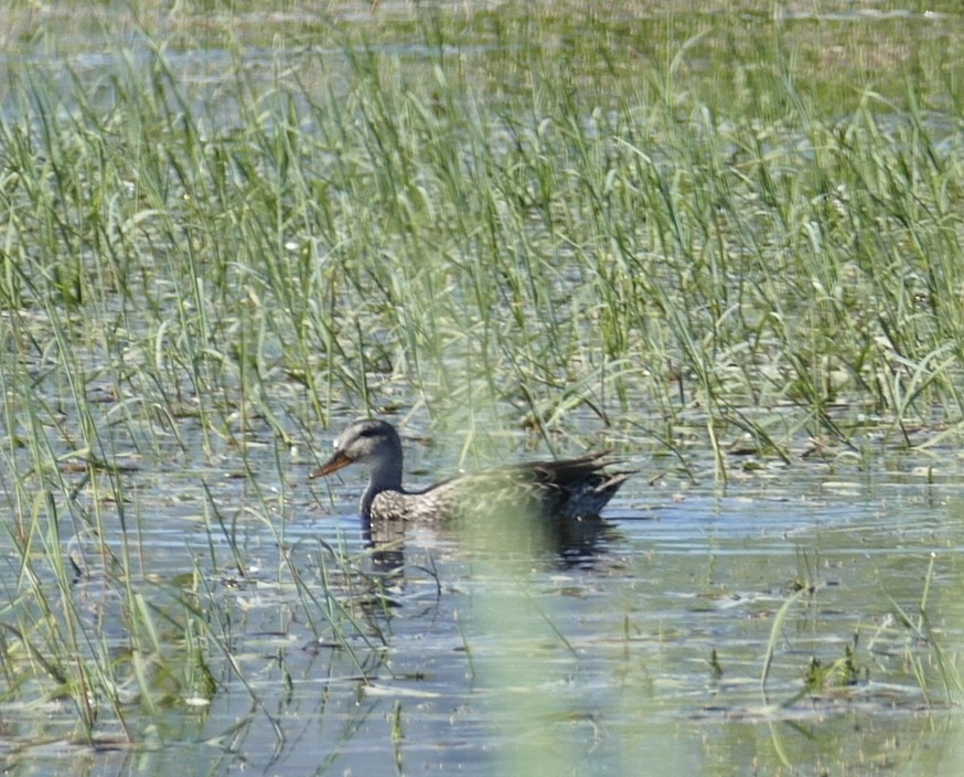 Gadwall - ML620706658