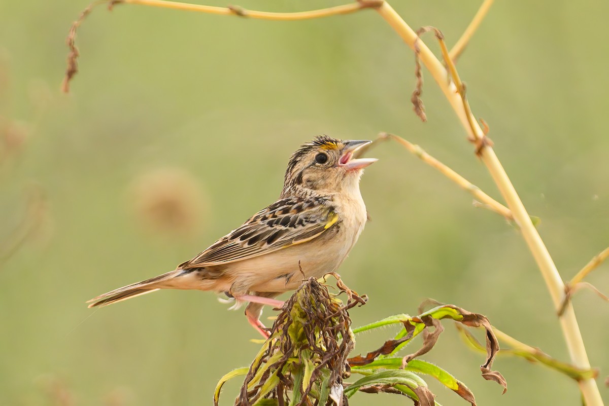 Grasshopper Sparrow - ML620706660