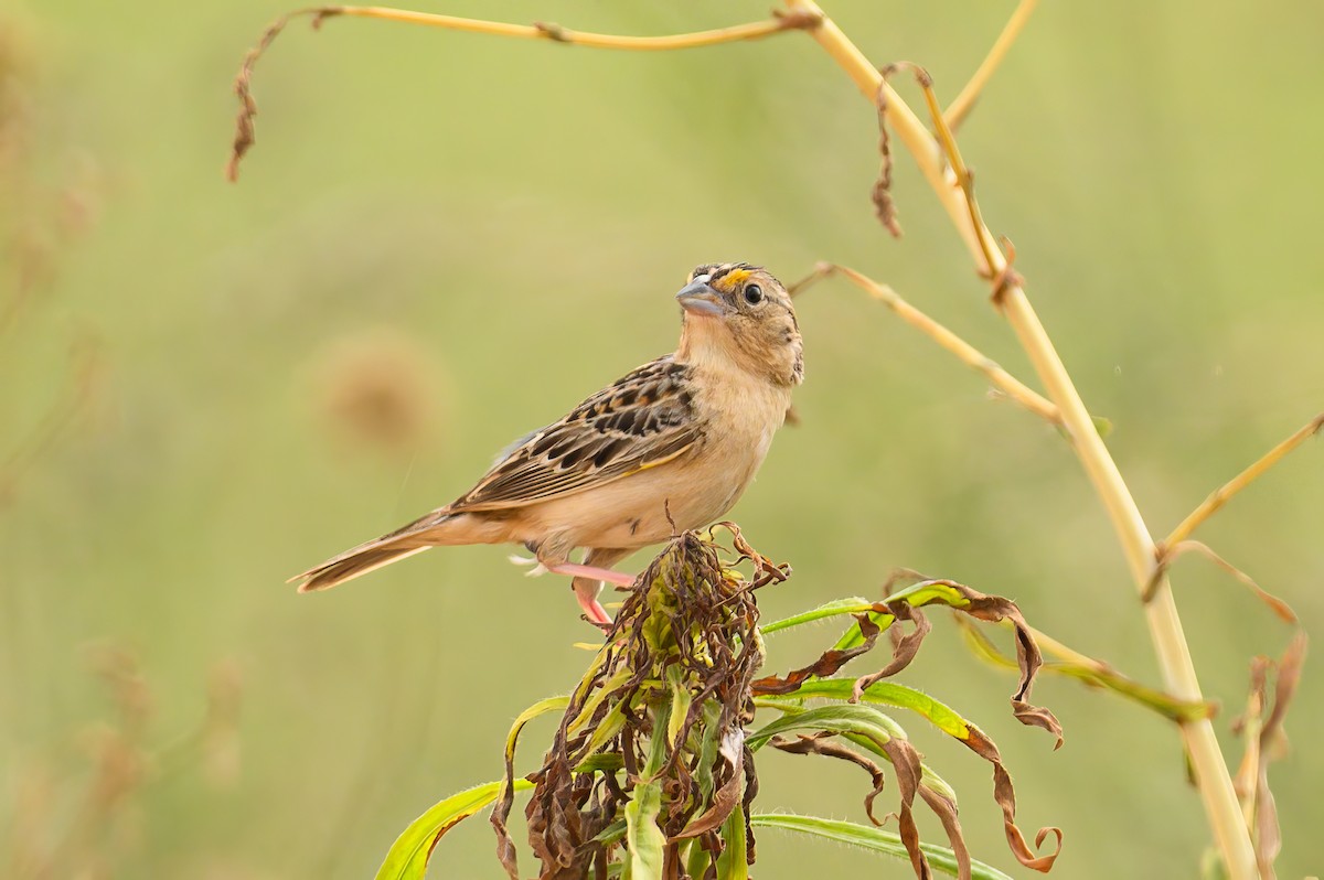 Grasshopper Sparrow - ML620706661