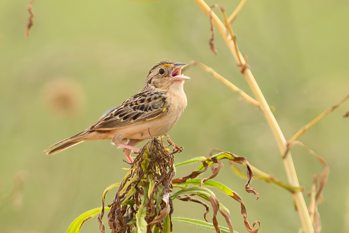 Grasshopper Sparrow - ML620706662