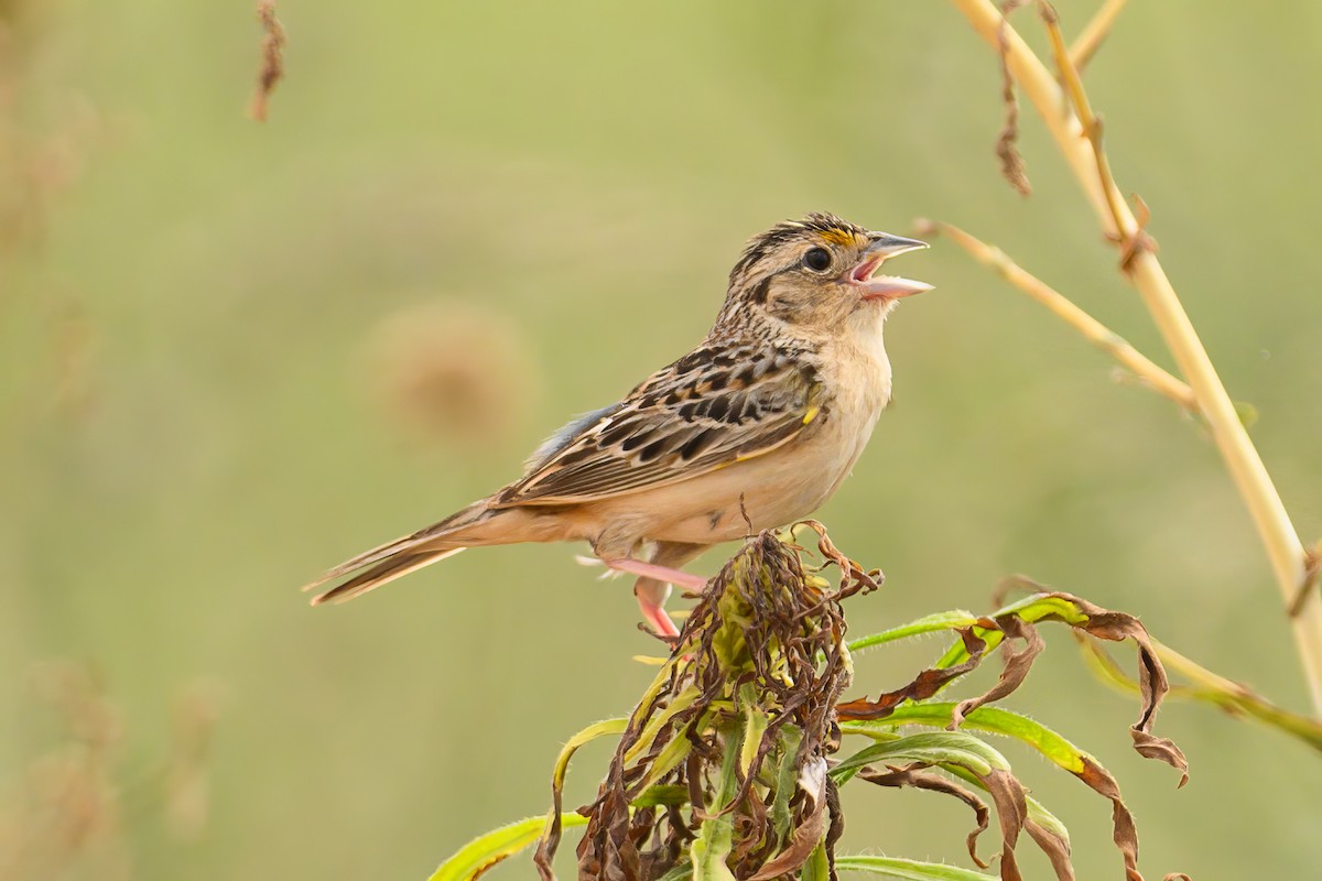 Grasshopper Sparrow - ML620706664