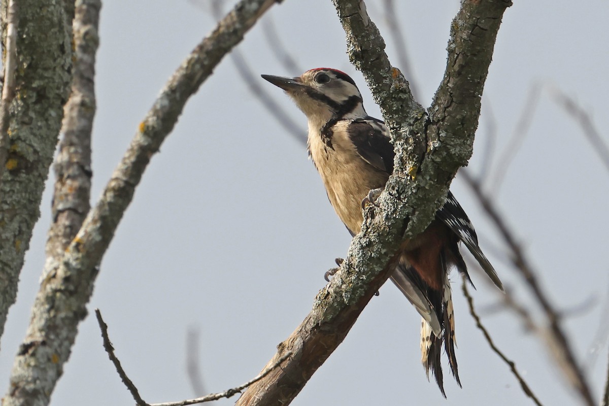 Great Spotted Woodpecker - ML620706665