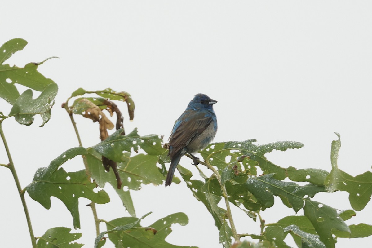 Indigo Bunting - ML620706667