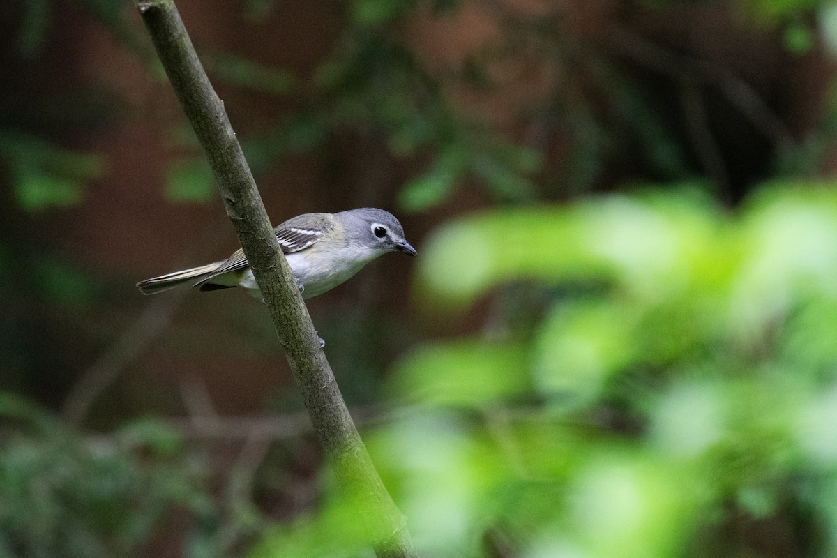 Blue-headed Vireo - ML620706668
