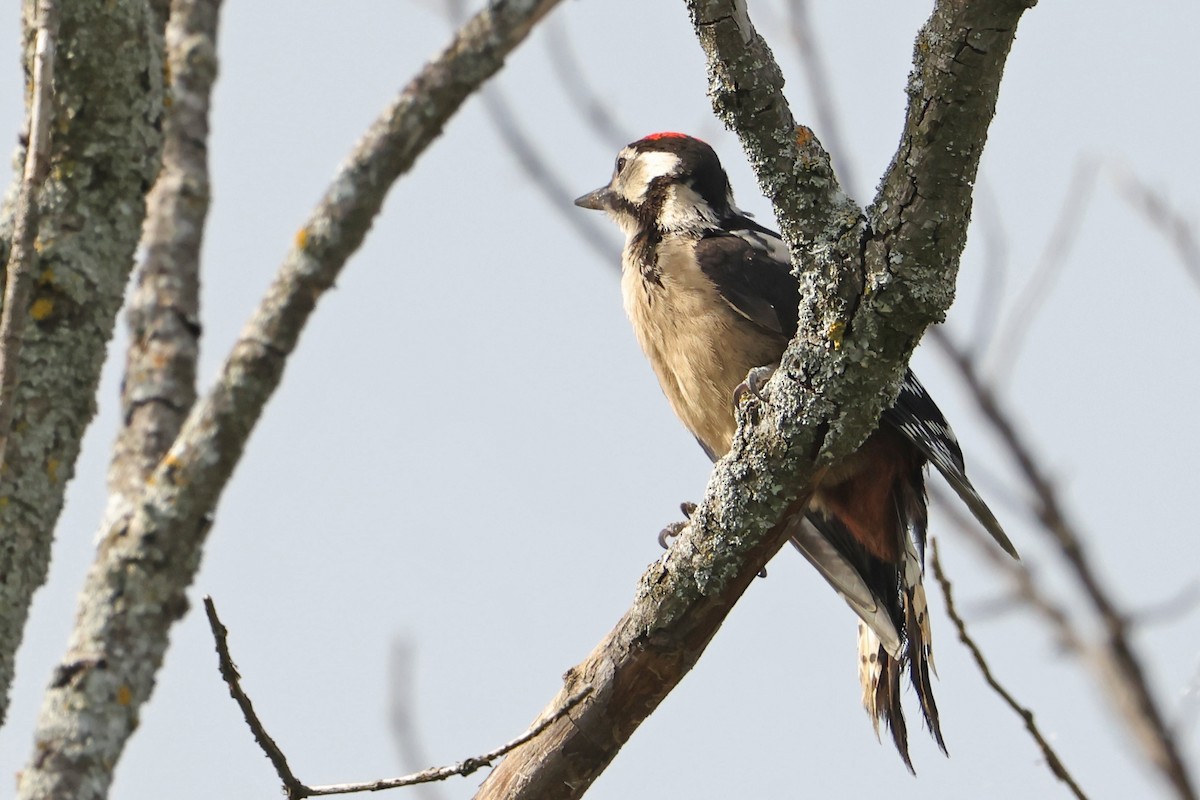 Great Spotted Woodpecker - ML620706671