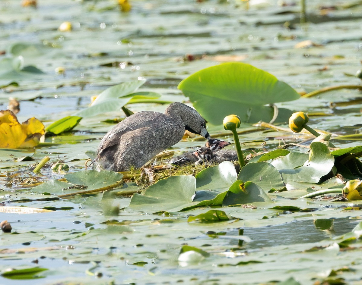 Pied-billed Grebe - ML620706674