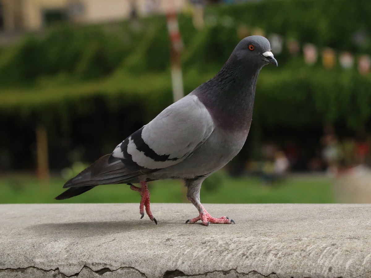 Rock Pigeon (Feral Pigeon) - ML620706682