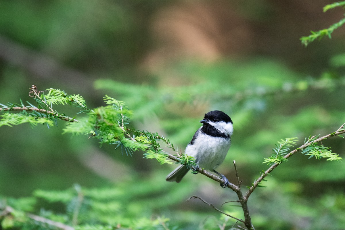 Black-capped Chickadee - ML620706685