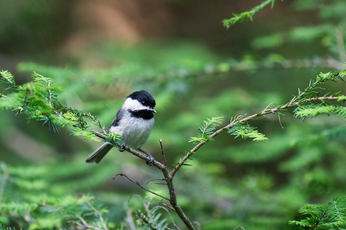 Black-capped Chickadee - ML620706686