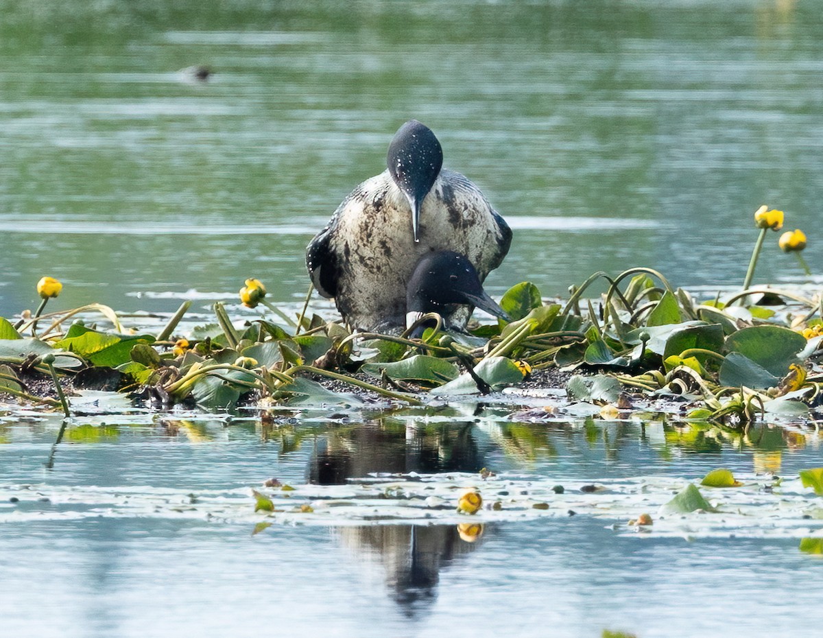 Common Loon - ML620706687