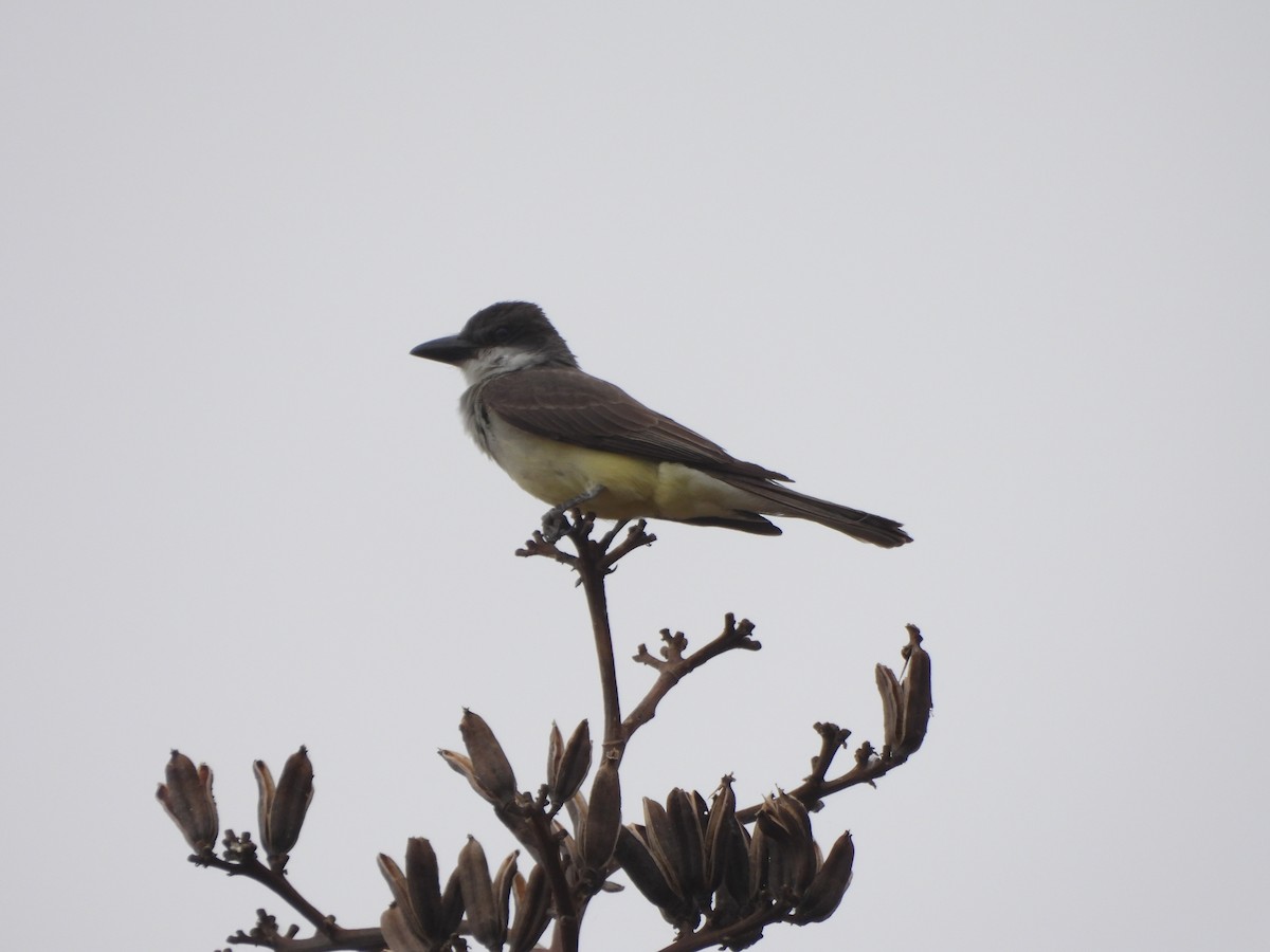 Thick-billed Kingbird - ML620706693