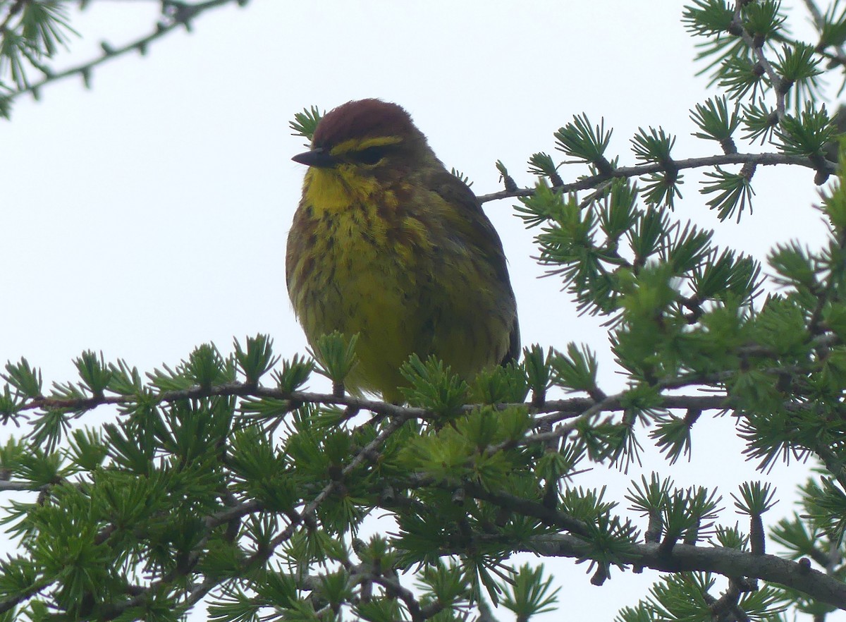 Palm Warbler - ML620706696