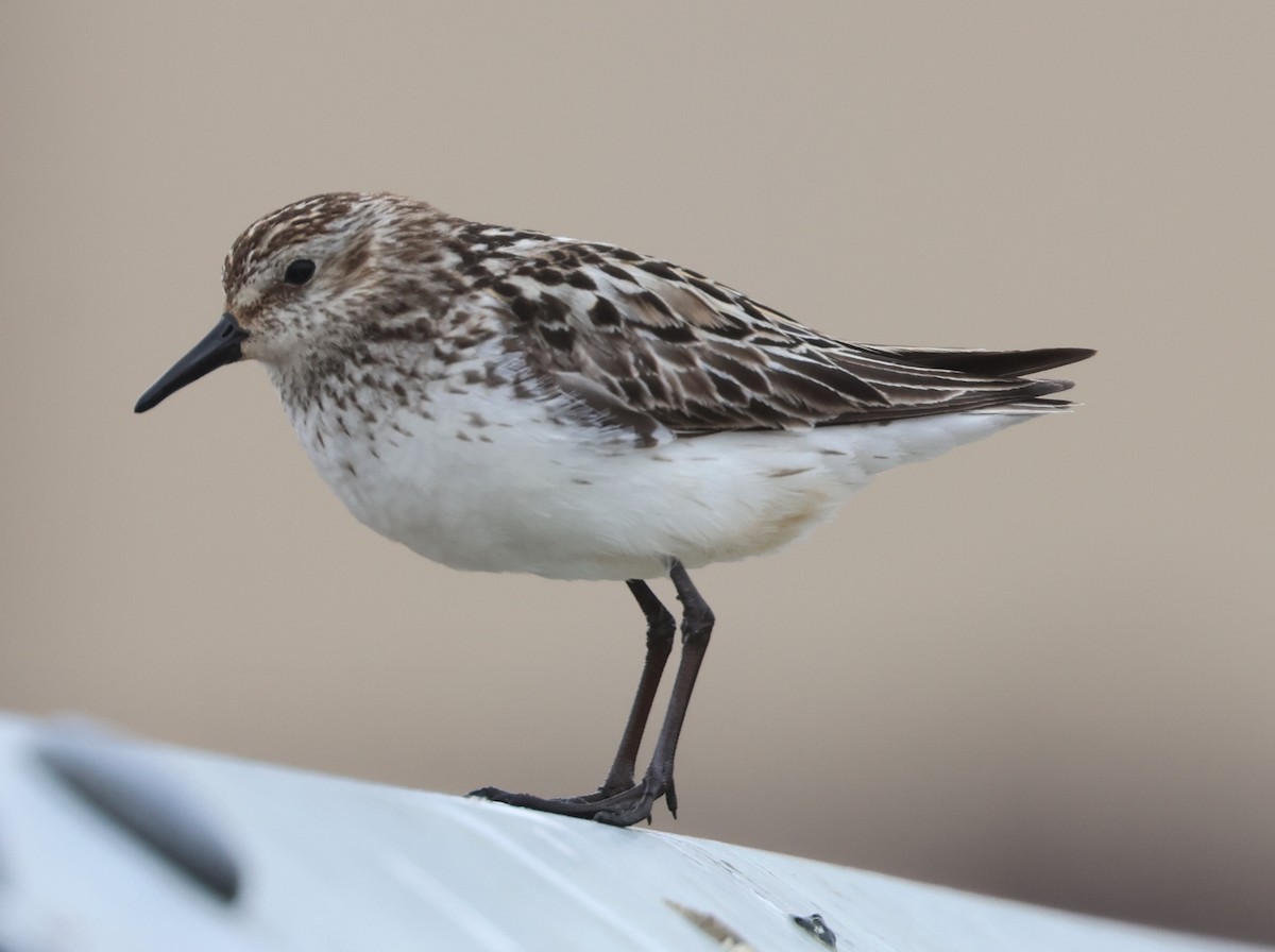 Semipalmated Sandpiper - ML620706701