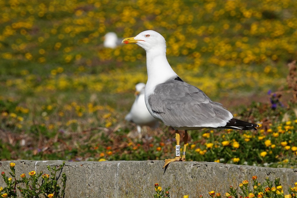 Yellow-legged Gull - ML620706703