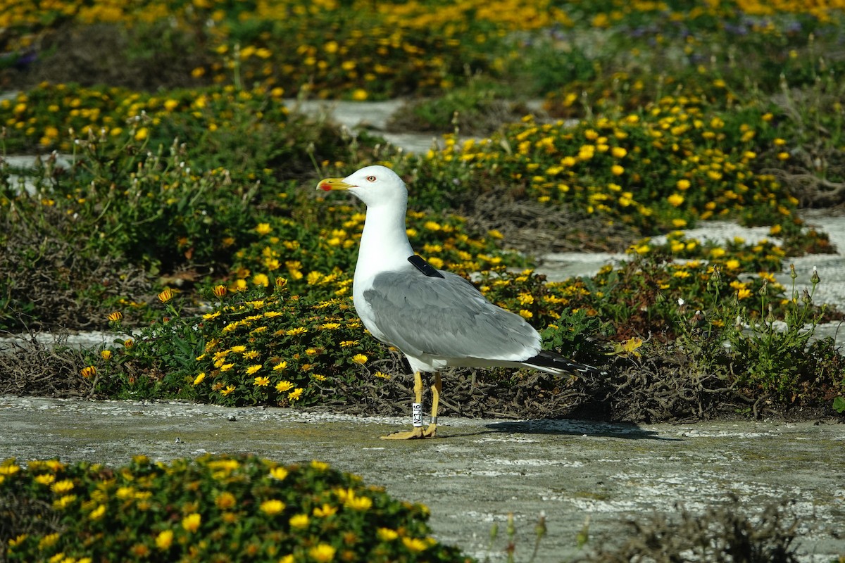 Gaviota Patiamarilla - ML620706705