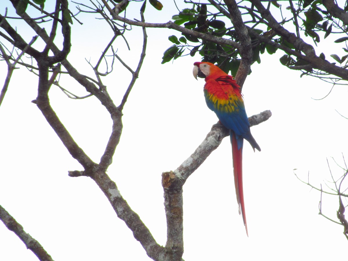 Scarlet Macaw - ML620706707