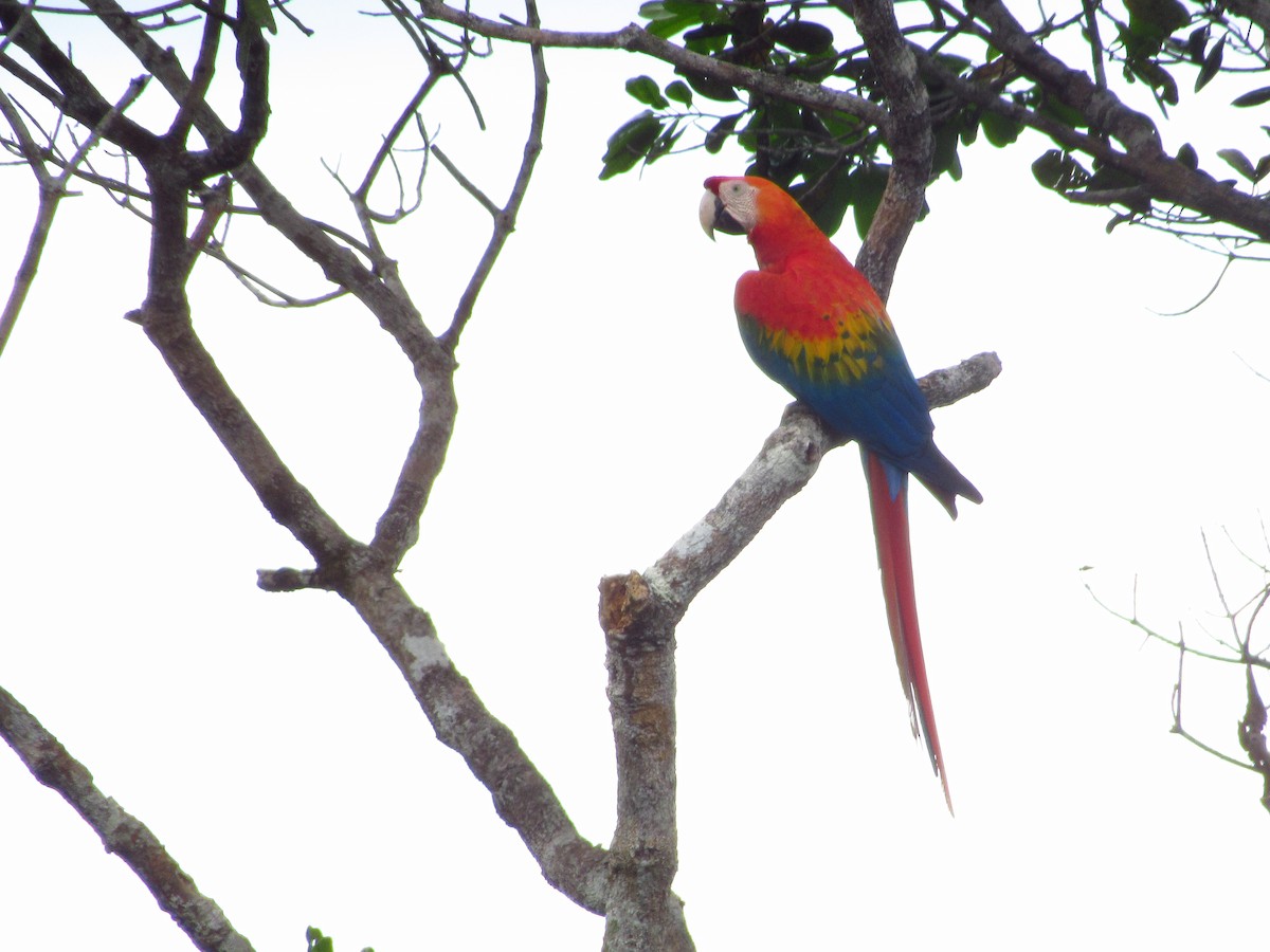 Scarlet Macaw - ML620706708