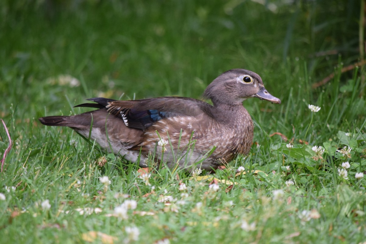 Wood Duck - ML620706710