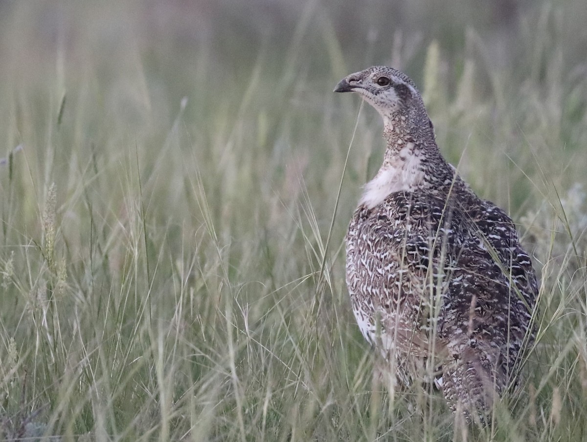 Greater Sage-Grouse - ML620706717