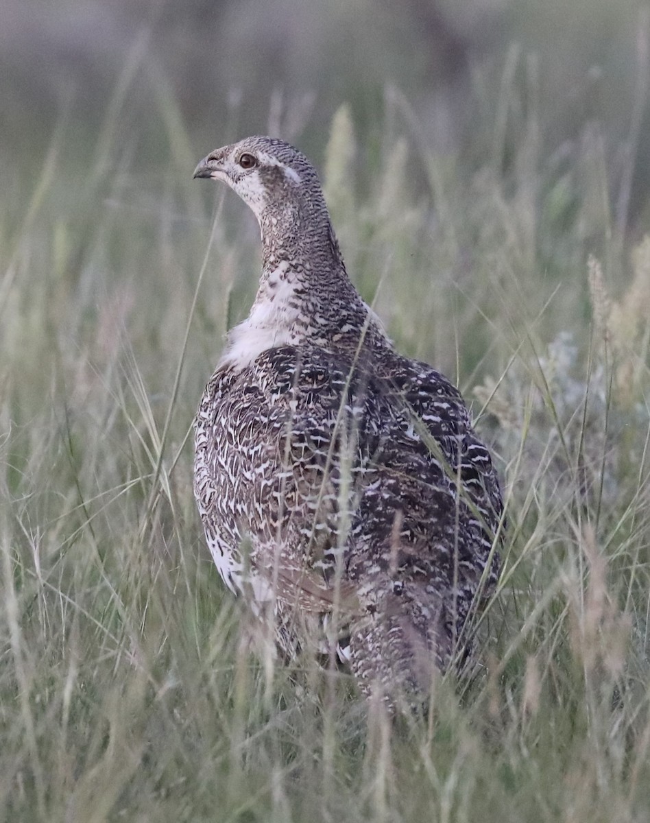 Greater Sage-Grouse - ML620706718