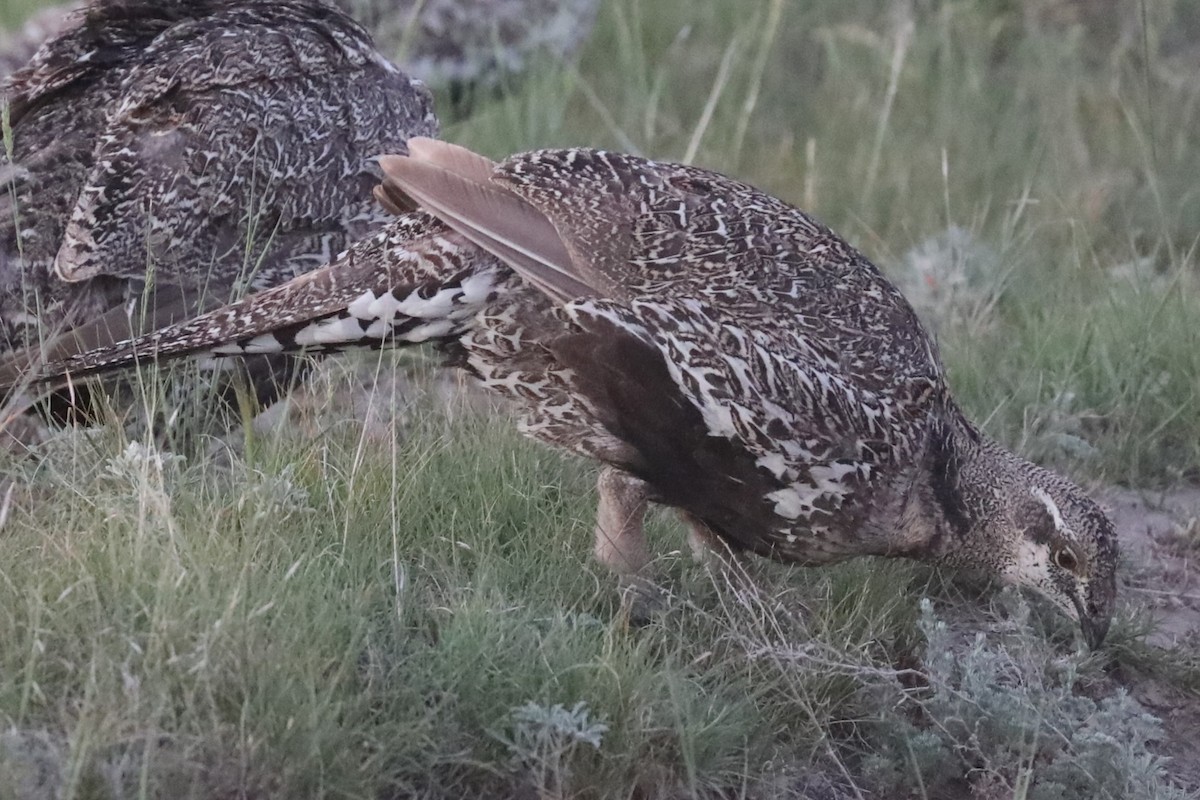 Greater Sage-Grouse - ML620706719