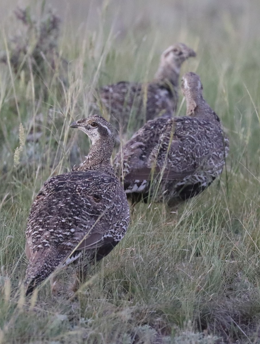 Greater Sage-Grouse - ML620706720