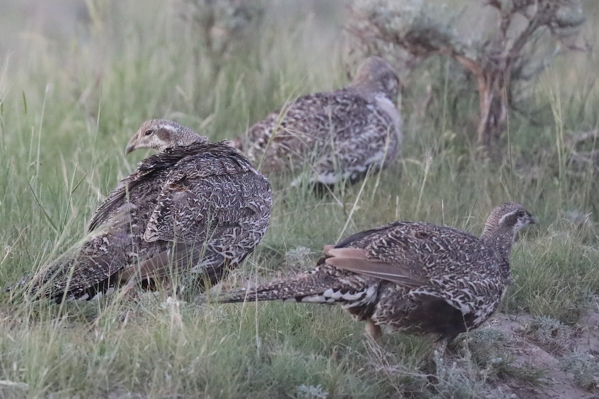 Greater Sage-Grouse - ML620706721