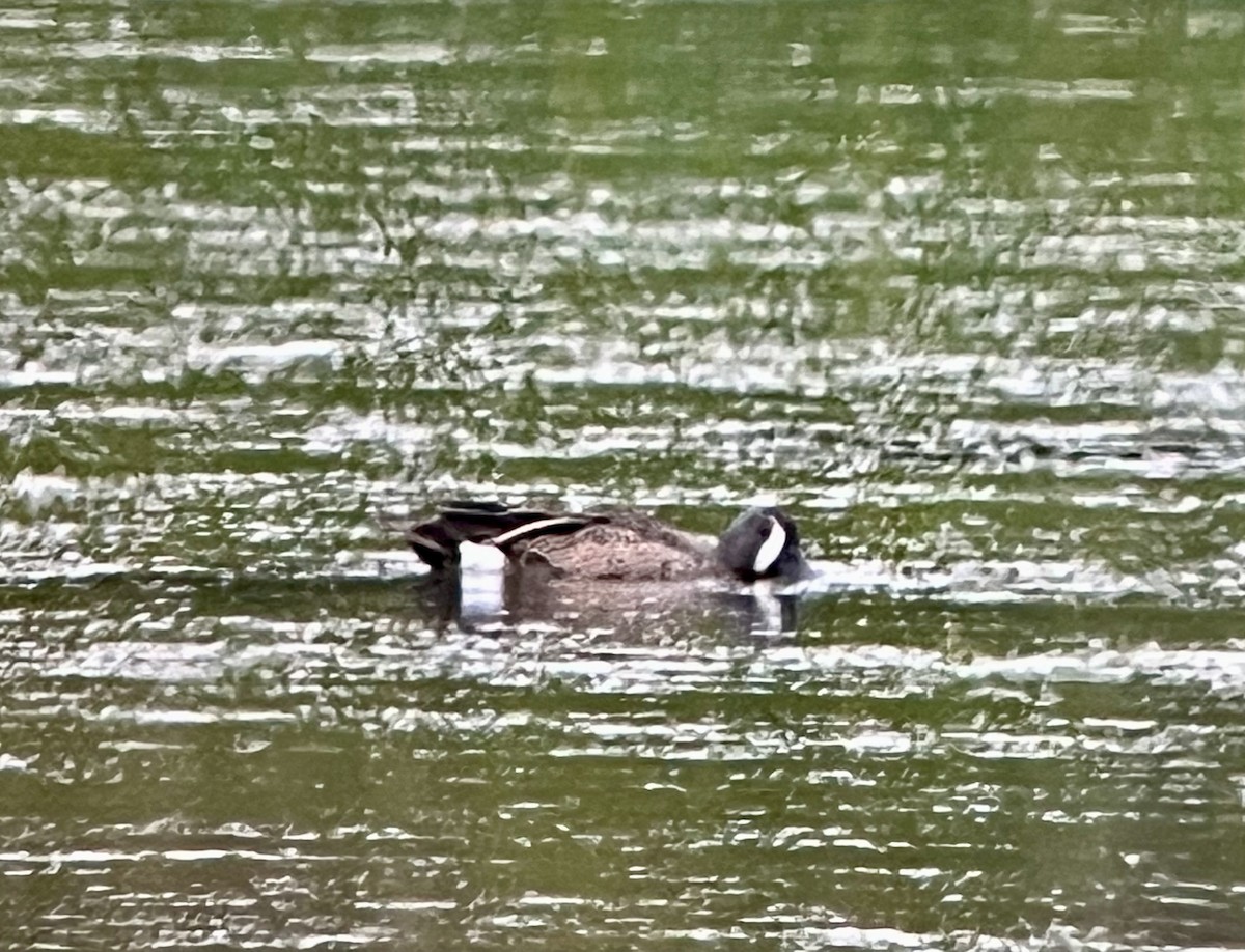 Blue-winged Teal - ML620706727